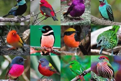 ×¦×™×¤×•×¨×™×