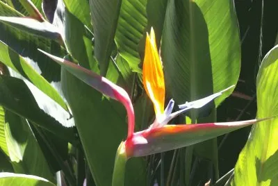AVE DEL PARAÃSO