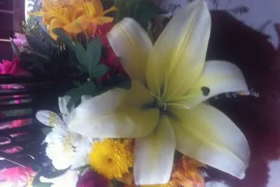 flores