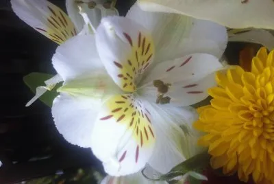 Flor