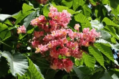 castaÃ±o de indias