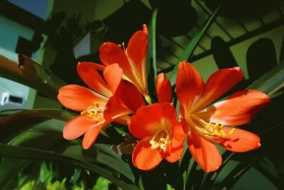 clivia