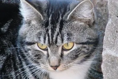 פאזל של Stray Cat