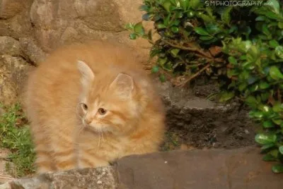 פאזל של Stray Kitten