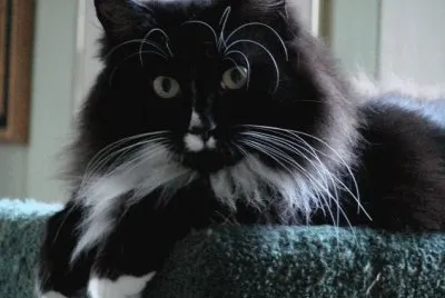 פאזל של Tuxedo Cat