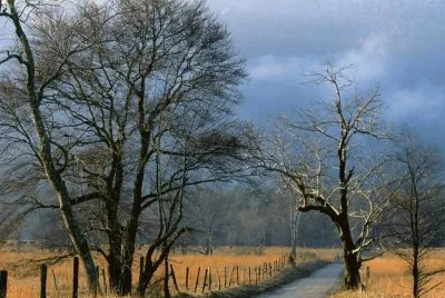 Trees- .hqimage.com-9999450 jigsaw puzzle