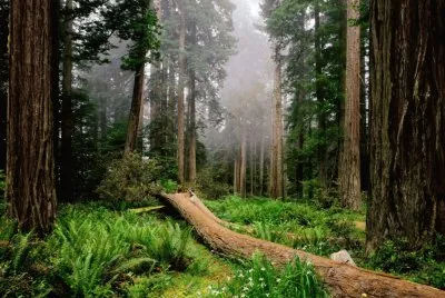Trees- .hqimage.com-9999446 jigsaw puzzle