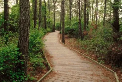 Trees- .hqimage.com-9999452 jigsaw puzzle