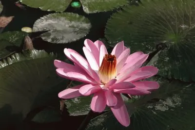 è‡ªç„¶ç•Œæ™¯è±¡
