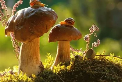 imagens jigsaw puzzle