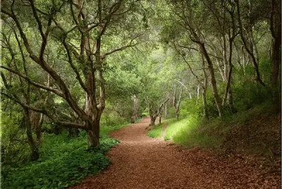 trees-on-both-side jigsaw puzzle