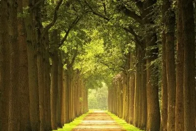 trees way jigsaw puzzle