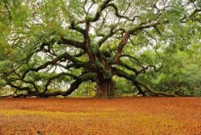 Tree 4545 jigsaw puzzle