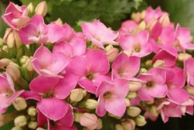 kalanchoe