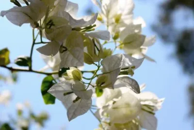 ×¤×¨×—×™×