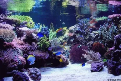 Salt Water Aquarium