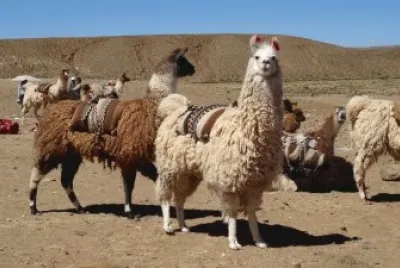 llamas