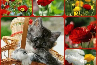 gatinhos