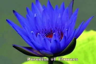 imagens