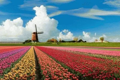 NATUREZA jigsaw puzzle
