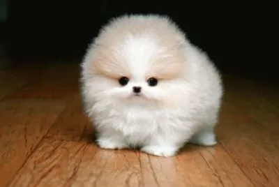 CACHORRO