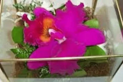 OrquÃ­dea