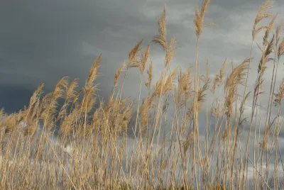 Natura - Marina D 'Alberese