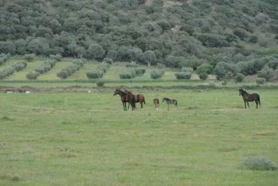 Cavalli al pascolo - Marina D 'Alberese