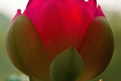 Lotus Bloom