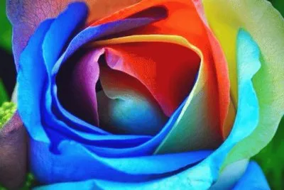 Its A Rainbow Flower