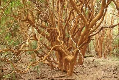 imagens jigsaw puzzle