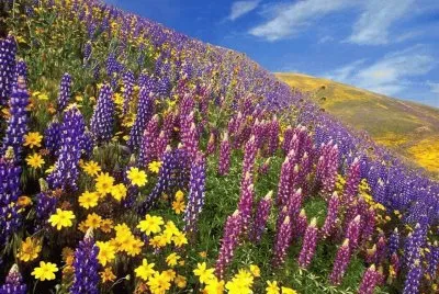 imagens jigsaw puzzle