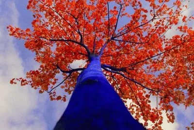 NATUREZA