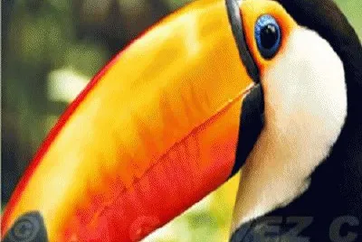fauna venezolana