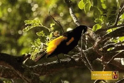 fauna vzla