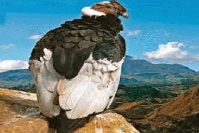 CONDOR VZLA