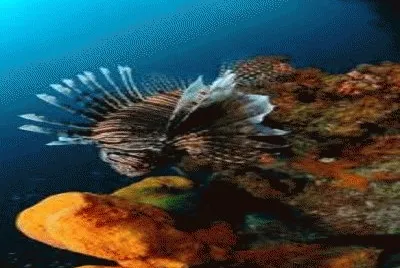 fauna venezolana