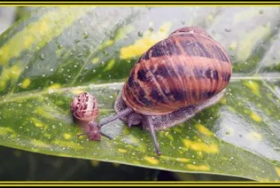 caracol caracolito
