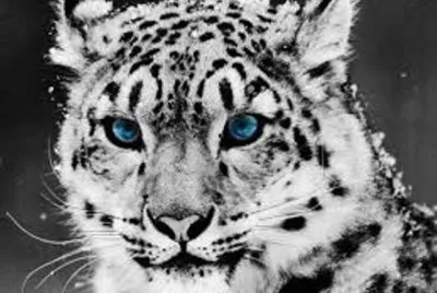 Animales en peligro de extinciÃ³n