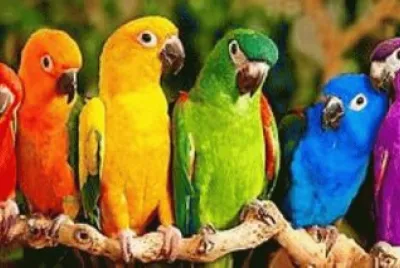Animales en peligro de extinciÃ³n