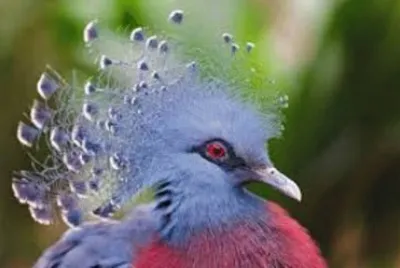Animales en peligro de extinciÃ³n