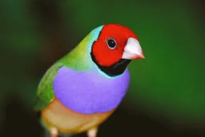 Animales en peligro de extinciÃ³n