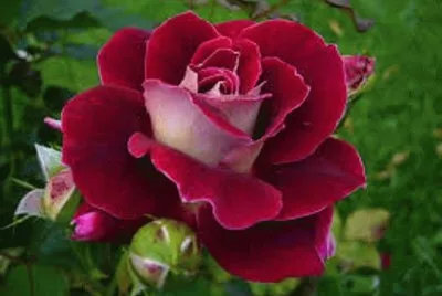 Rosa