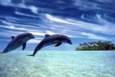 Delfines