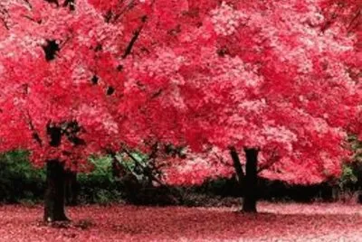 Paisaje jigsaw puzzle