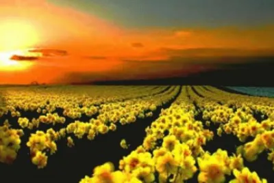 Paisaje jigsaw puzzle
