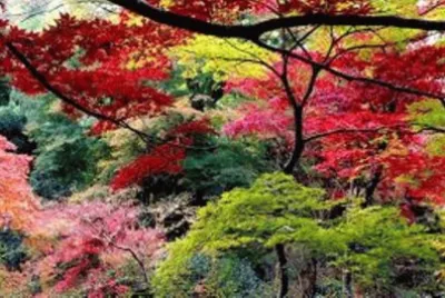 Paisaje jigsaw puzzle