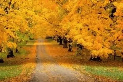 Paisaje jigsaw puzzle