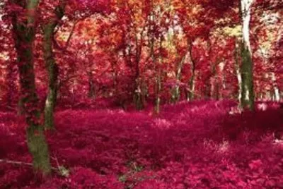 Paisaje jigsaw puzzle
