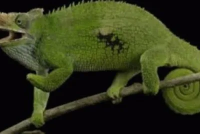 Animales en peligro de extinciÃ³n